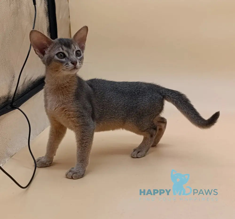 Eric Abyssinian male blue live animals