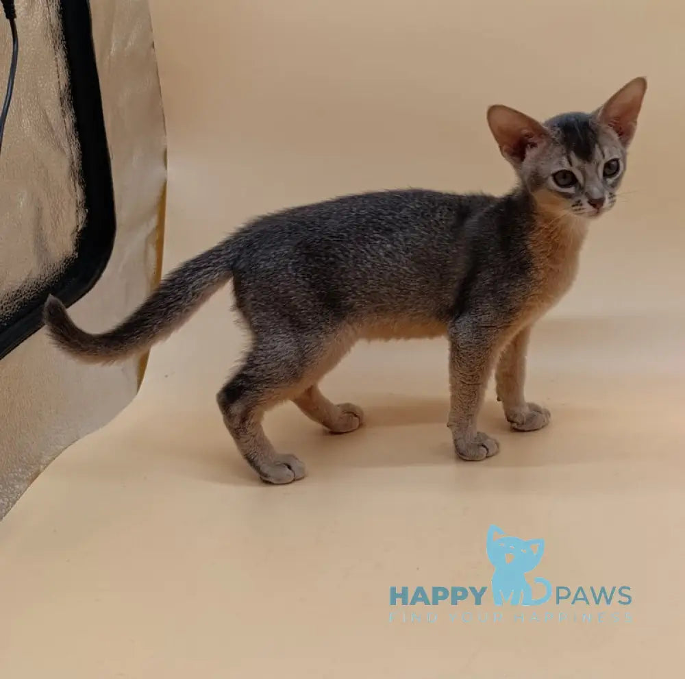 Eric Abyssinian male blue live animals