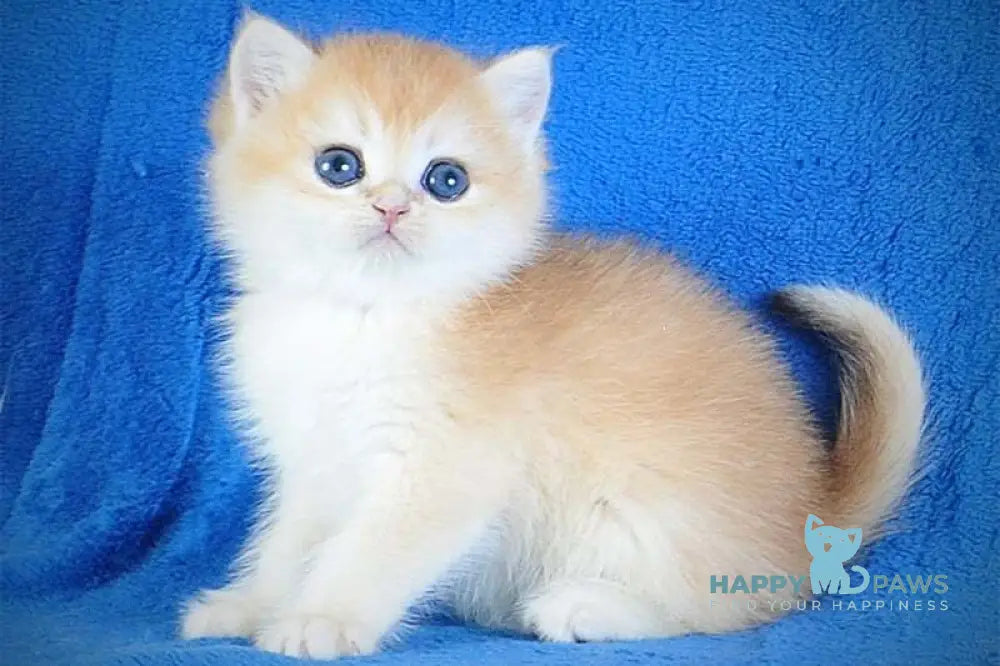 Eric British Shorthair male black golden chinchilla live animals