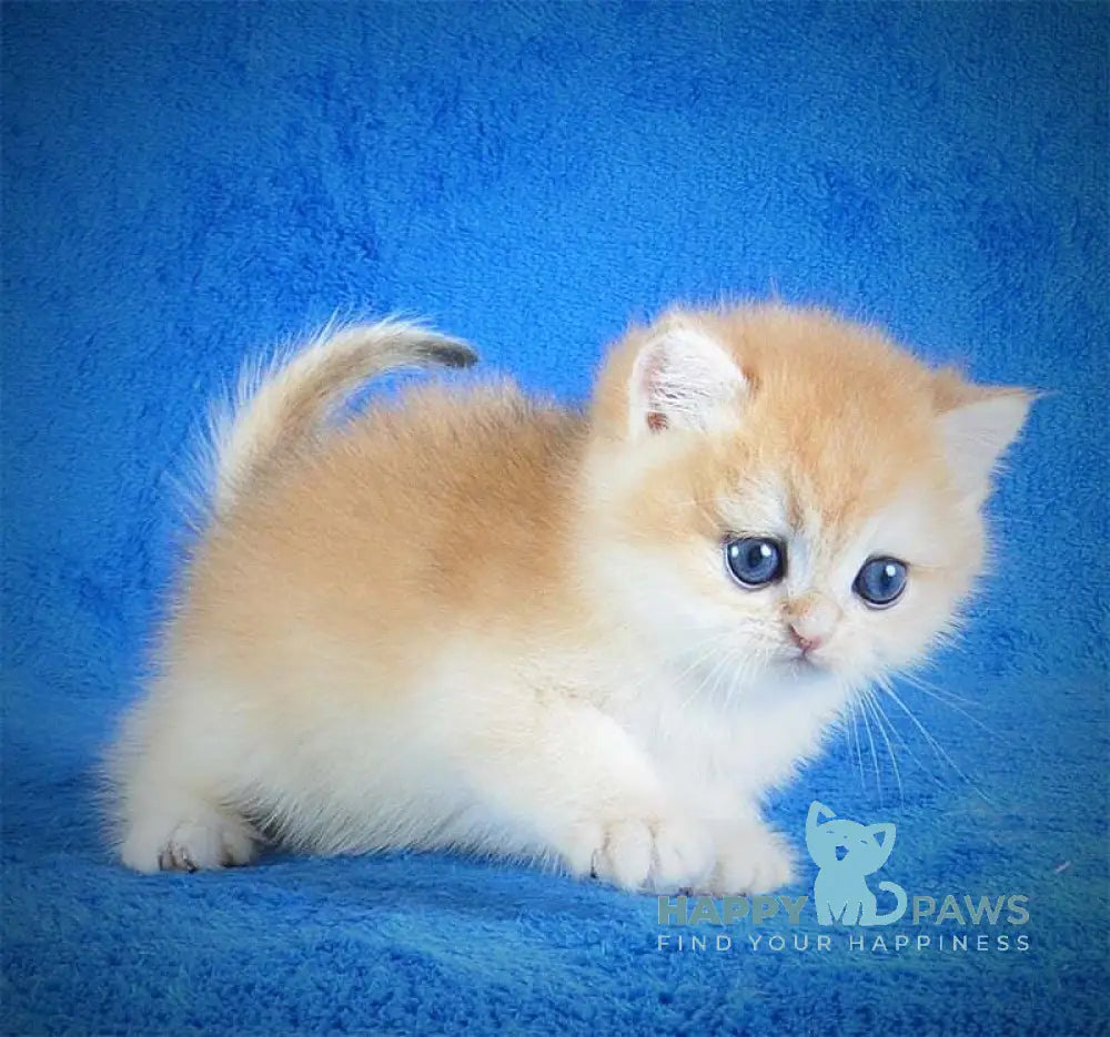 Eric British Shorthair male black golden chinchilla live animals