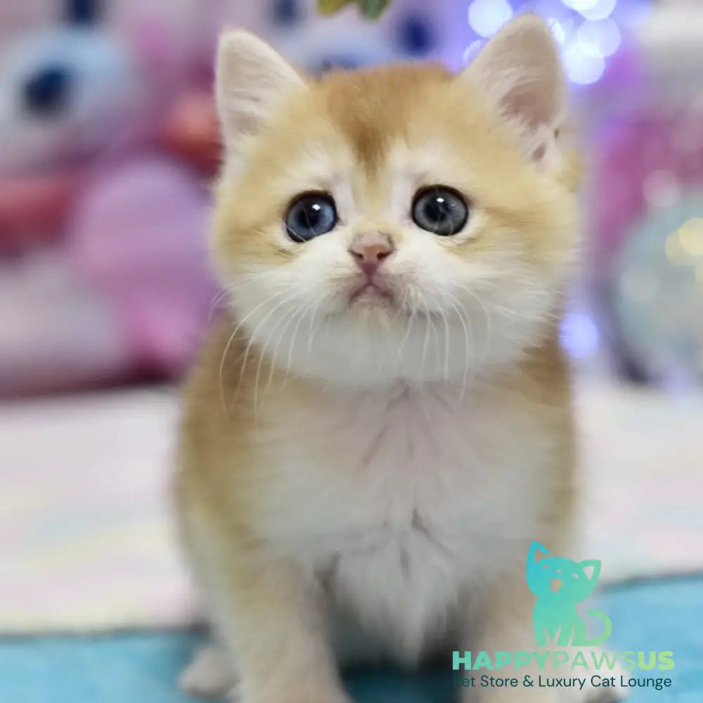 Eric British Shorthair male black golden chinchilla - live animals