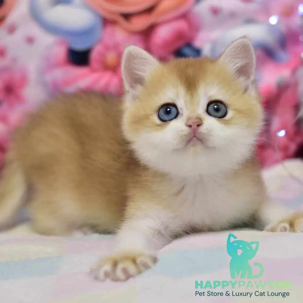 Eric British Shorthair male black golden chinchilla - live animals