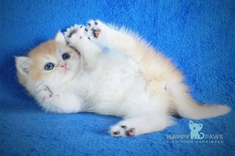 Eric British Shorthair male black golden chinchilla live animals