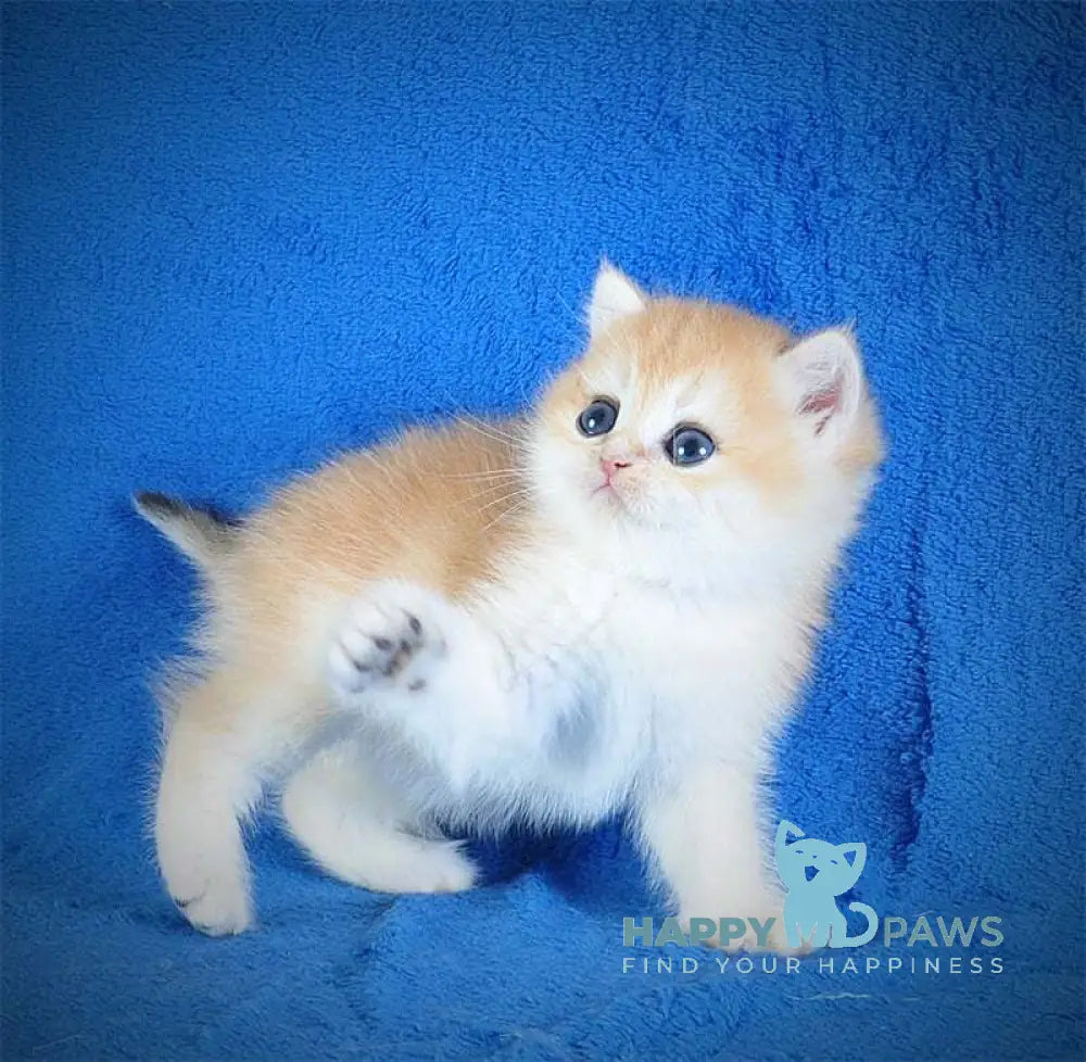 Eric British Shorthair male black golden chinchilla live animals