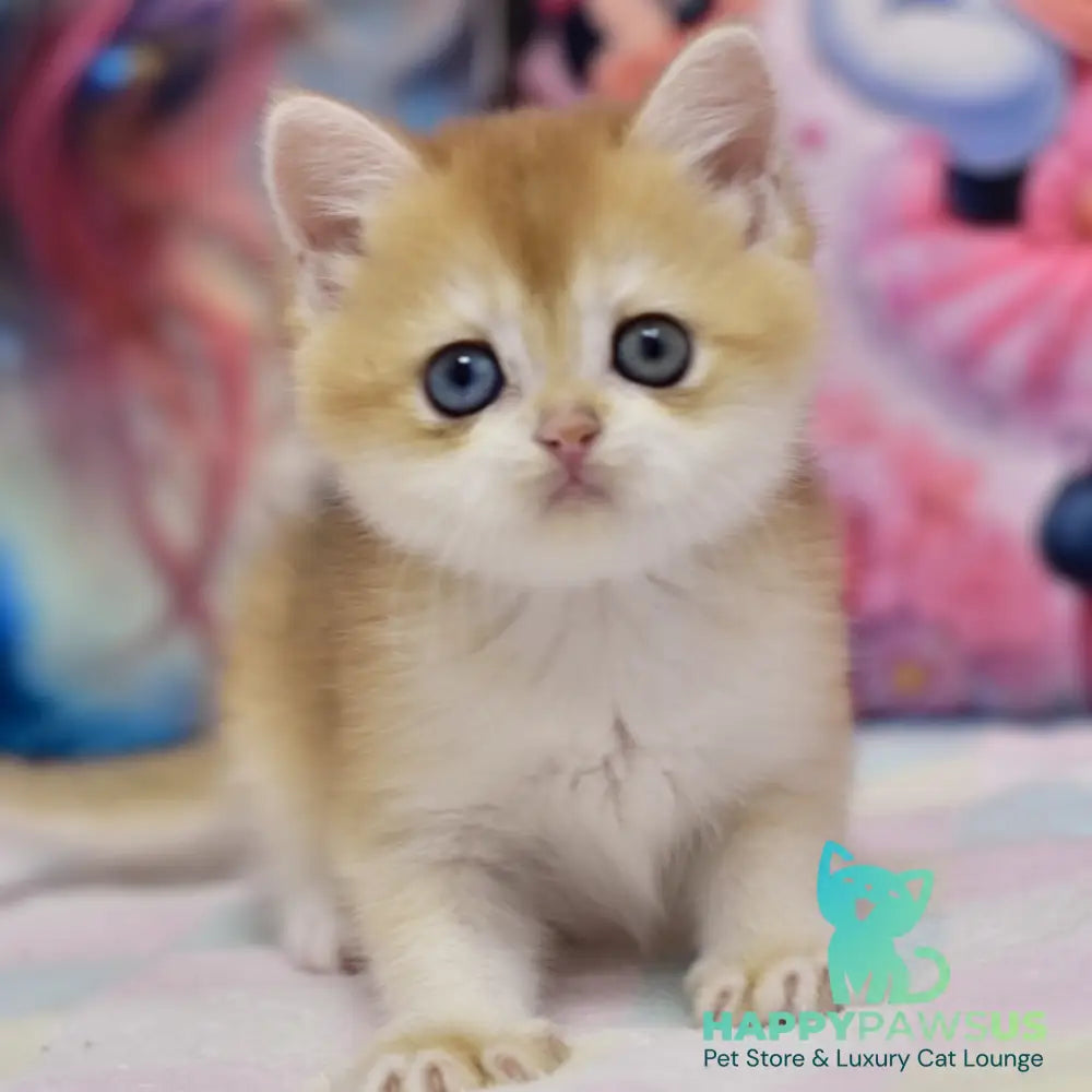 Eric British Shorthair male black golden chinchilla - live animals