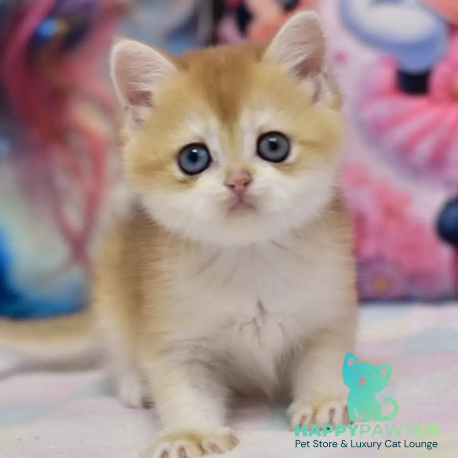 Eric British Shorthair male black golden chinchilla - live animals