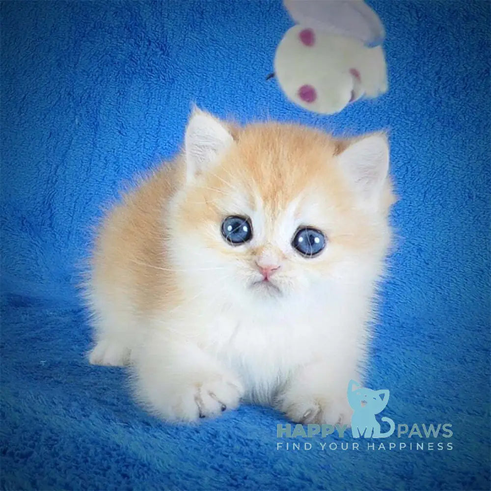 Eric British Shorthair male black golden chinchilla live animals