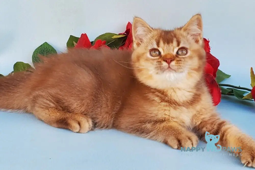 Eric British Shorthair male cinnamon ticked tabby live animals