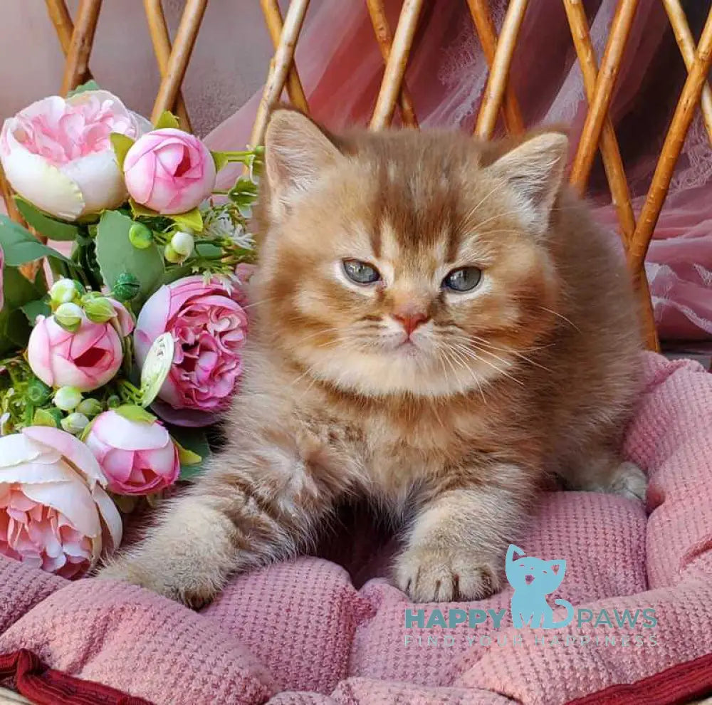 EvaEricBritish Shorthair male cinnamon ticked tabby live animals