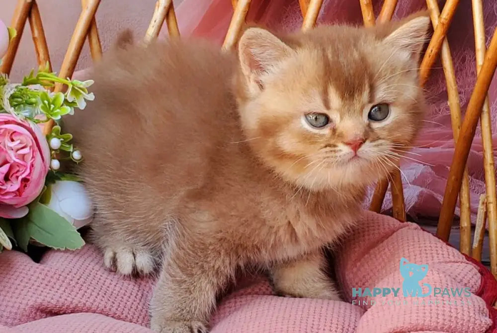 EvaEricBritish Shorthair male cinnamon ticked tabby live animals