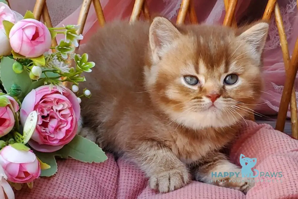 EvaEricBritish Shorthair male cinnamon ticked tabby live animals