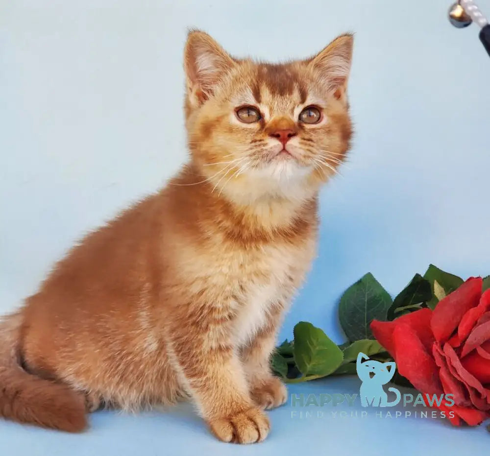 Eric British Shorthair male cinnamon ticked tabby live animals