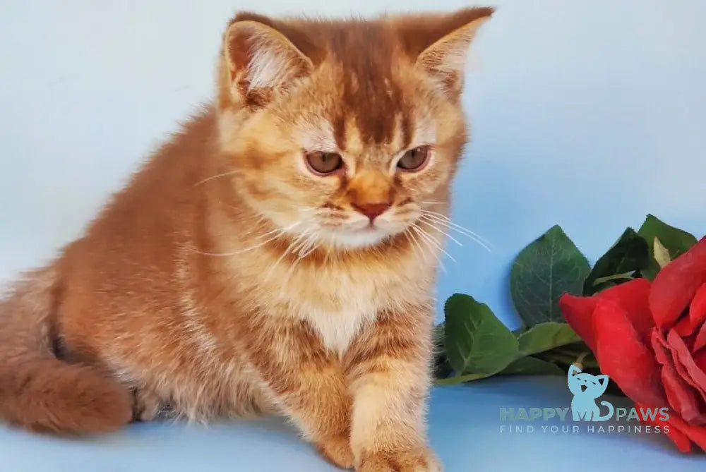 Eric British Shorthair male cinnamon ticked tabby live animals