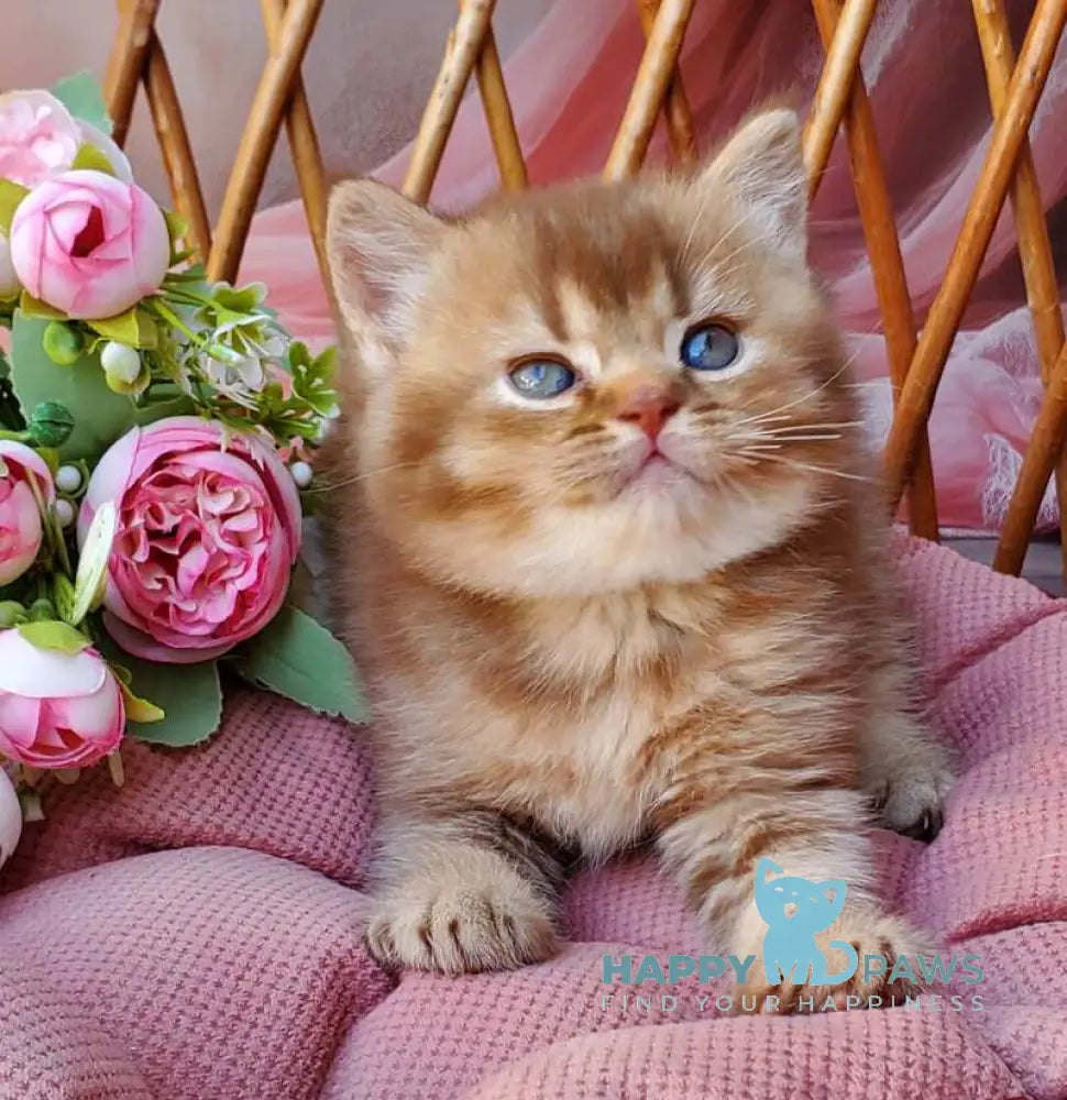 EvaEricBritish Shorthair male cinnamon ticked tabby live animals
