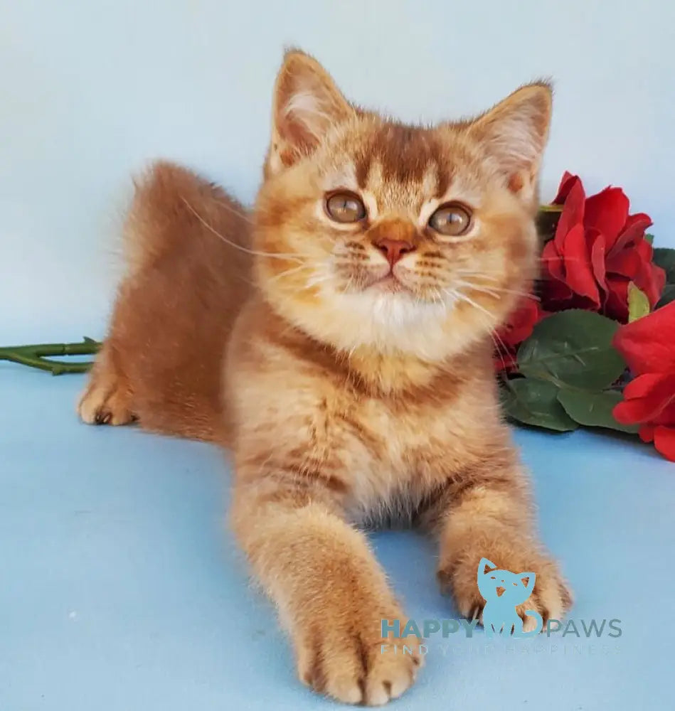 Eric British Shorthair male cinnamon ticked tabby live animals