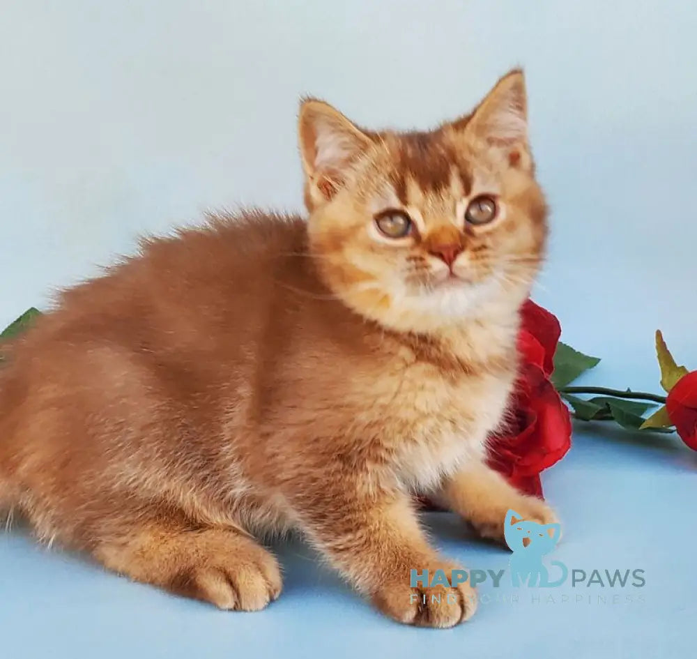Eric British Shorthair male cinnamon ticked tabby live animals