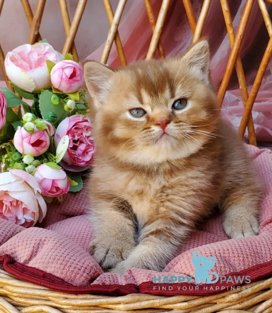 EvaEricBritish Shorthair male cinnamon ticked tabby live animals