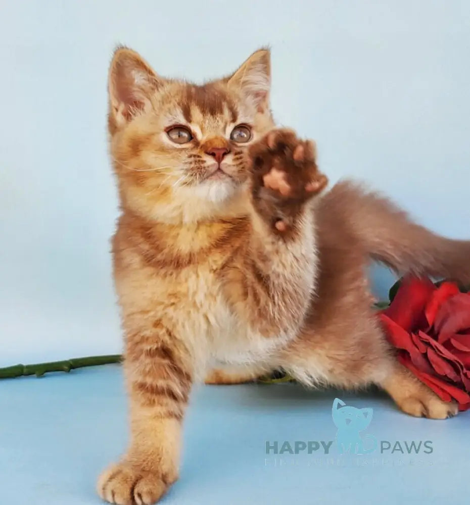 Eric British Shorthair male cinnamon ticked tabby live animals