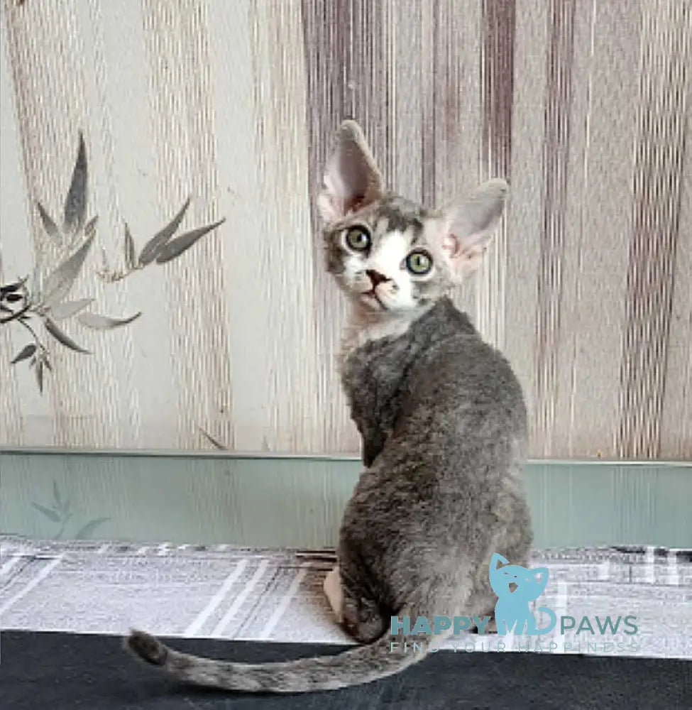 Eric Devon Rex male blue bicolour live animals