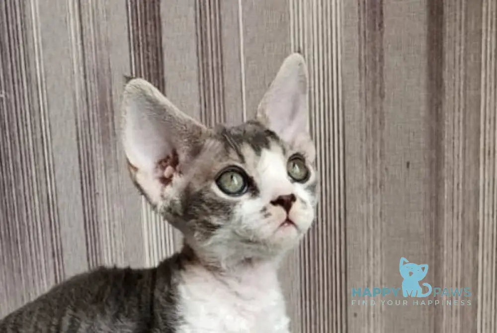 Eric Devon Rex male blue bicolour live animals