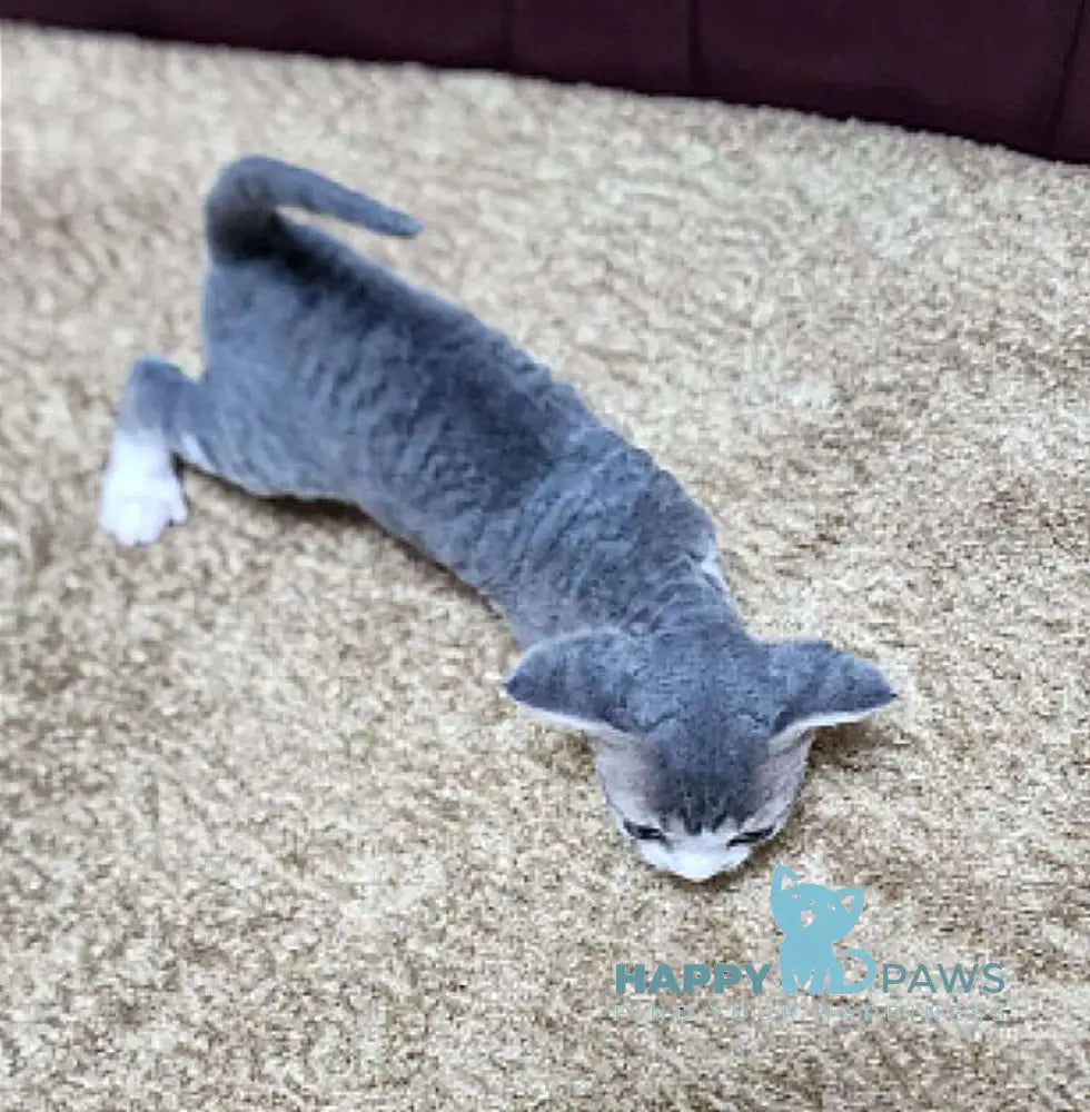 Eric Devon Rex male blue bicolour live animals