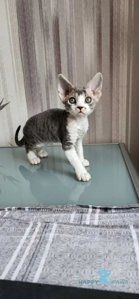 Eric Devon Rex male blue bicolour live animals