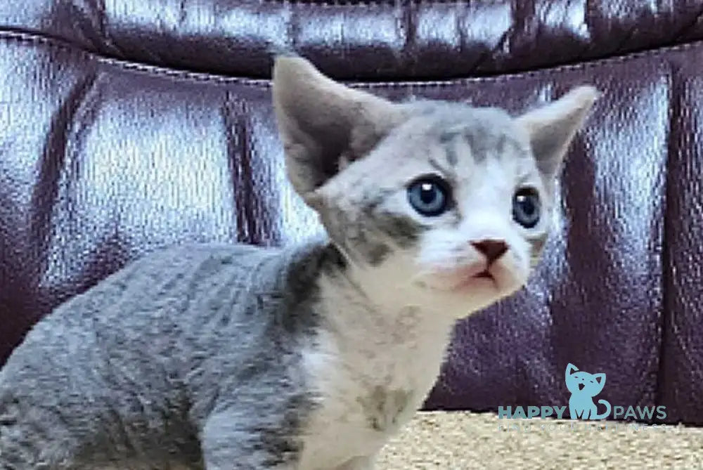 Eric Devon Rex male blue bicolour live animals