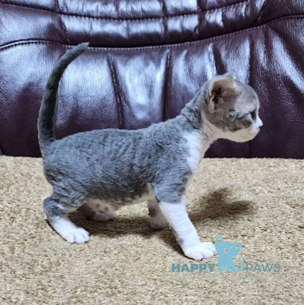 Eric Devon Rex male blue bicolour live animals