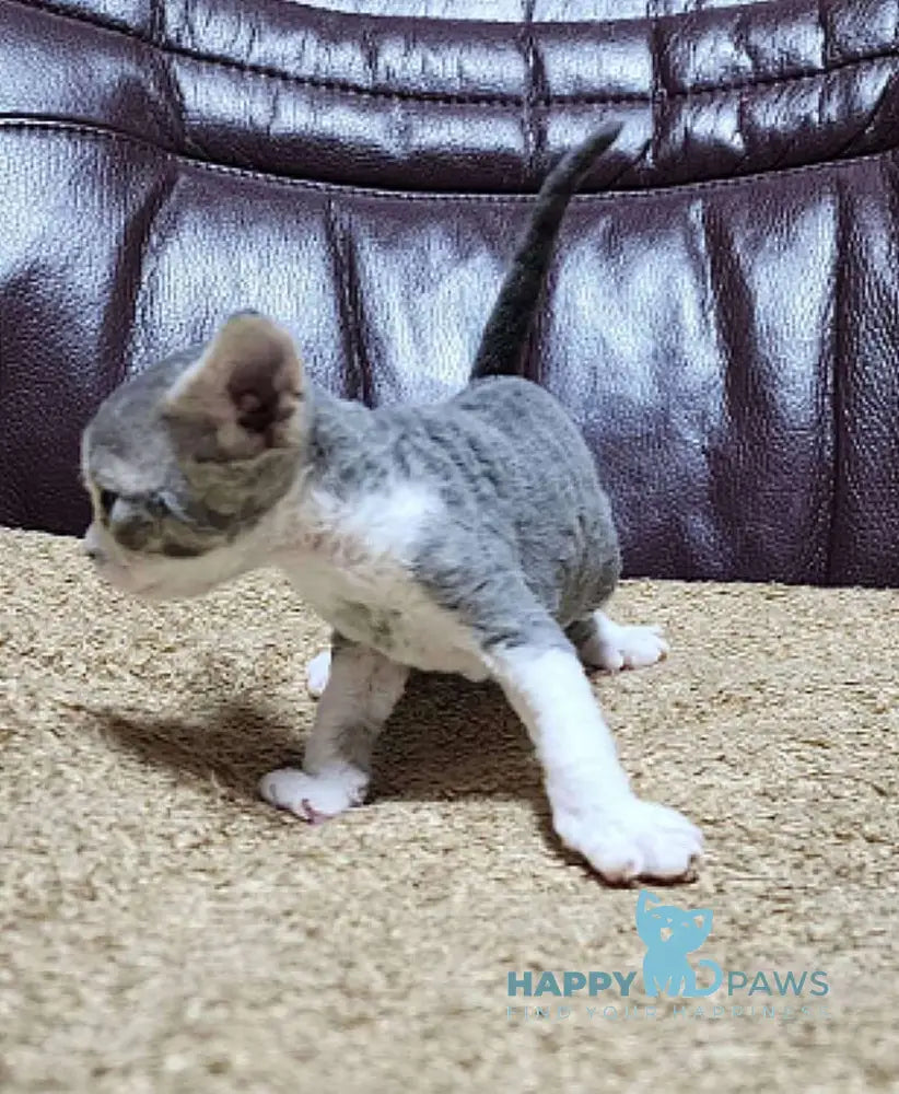 Eric Devon Rex male blue bicolour live animals