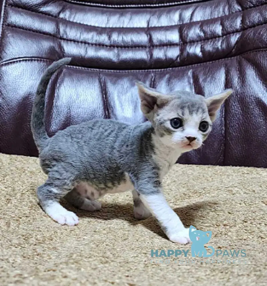 Eric Devon Rex male blue bicolour live animals