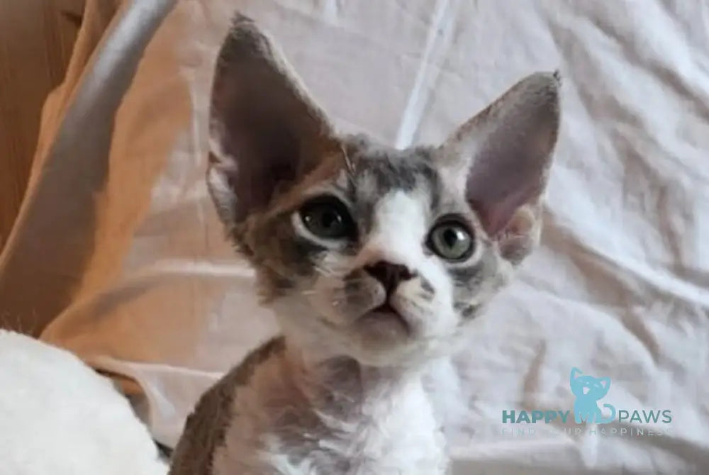 Eric Devon Rex male blue bicolour live animals