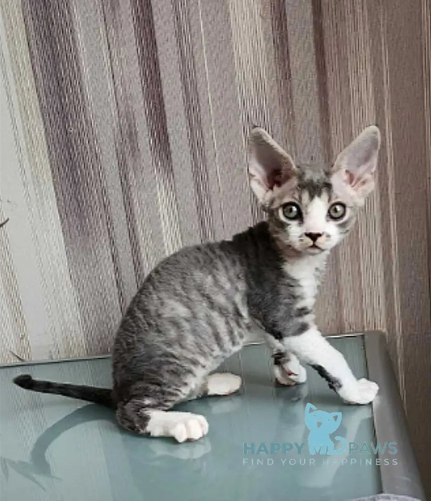 Eric Devon Rex male blue bicolour live animals