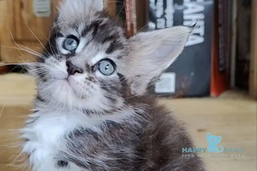 Eric Maine Coon male black silver bicolour live animals