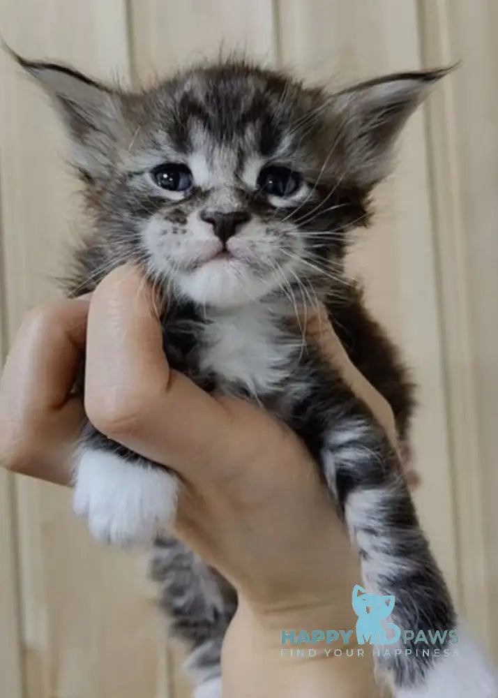 Eric Maine Coon male black silver bicolour live animals