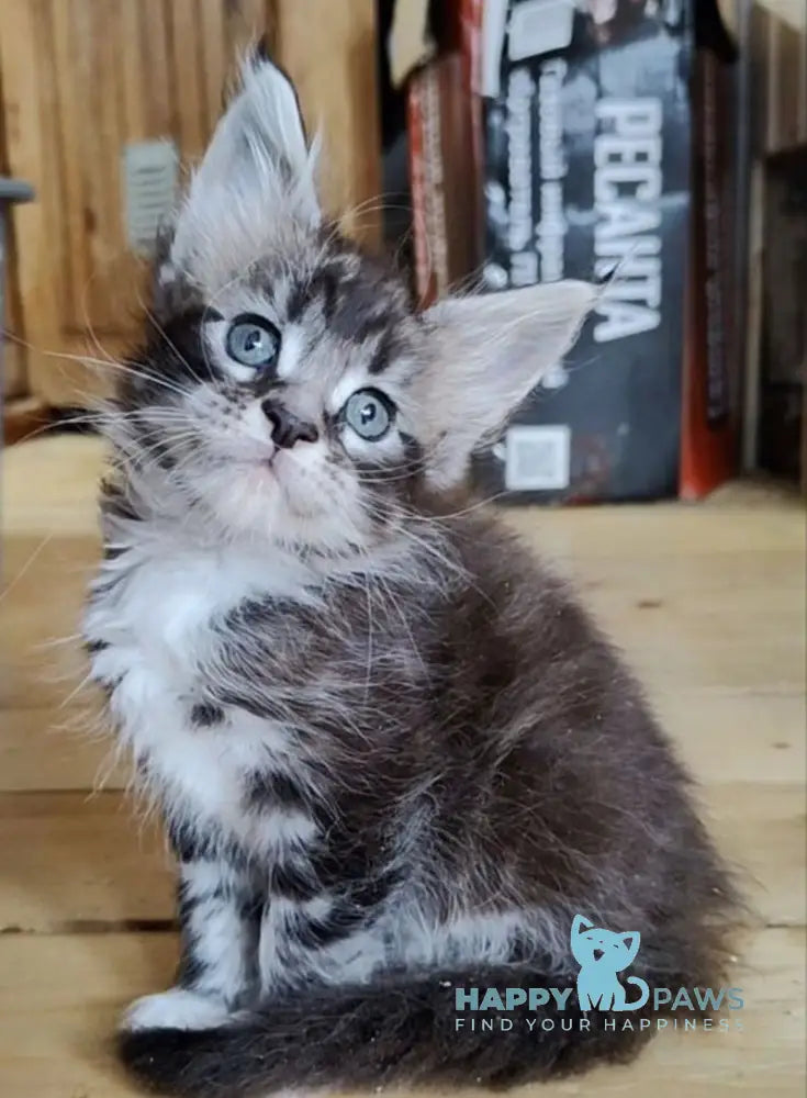 Eric Maine Coon male black silver bicolour live animals