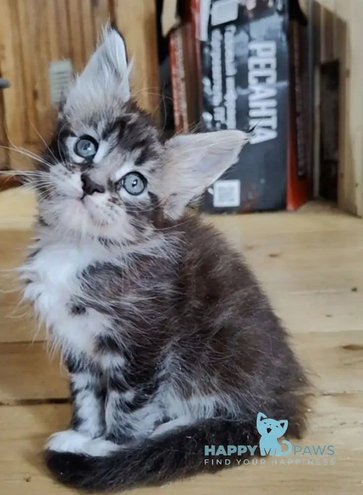 Eric Maine Coon male black silver bicolour live animals