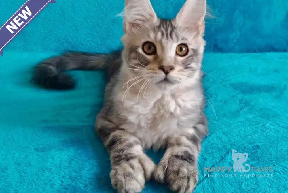 Eric Maine Coon male black silver tabby live animals