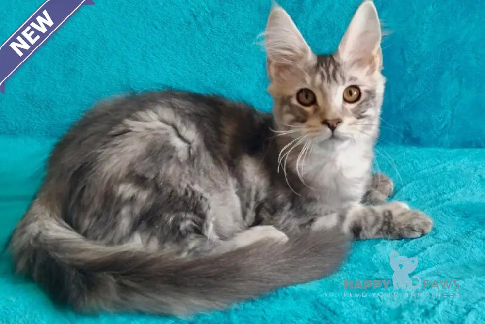 Eric Maine Coon male black silver tabby live animals