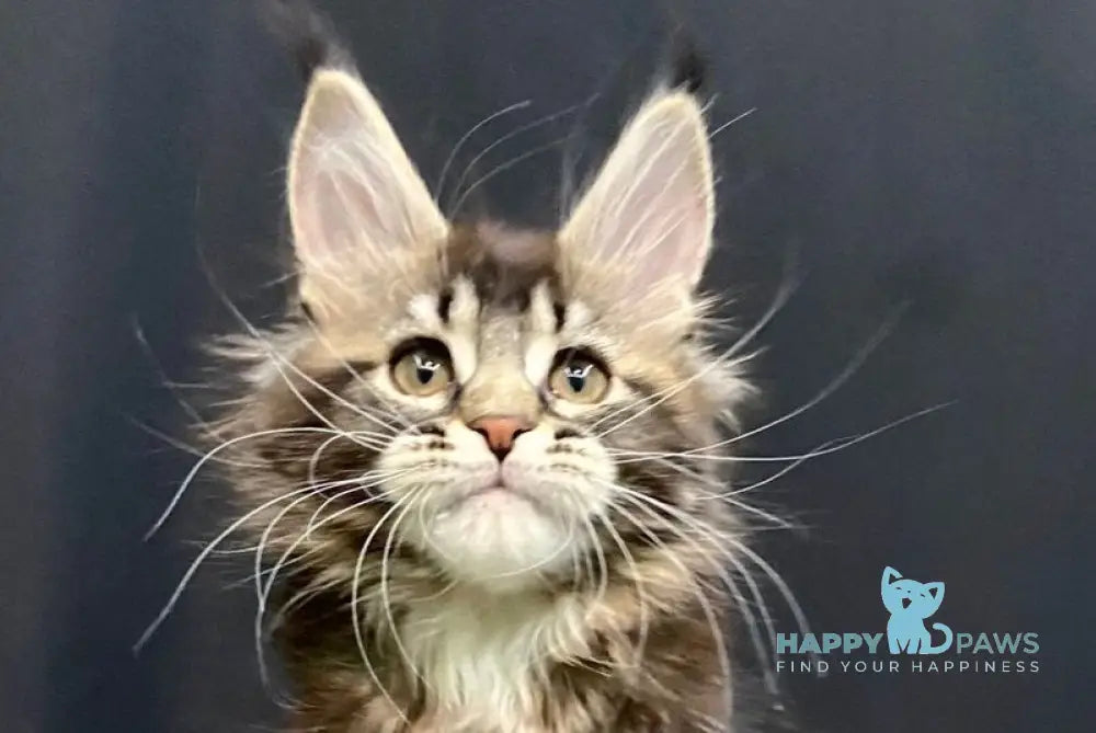 Eric Maine Coon male black ticked tabby live animals