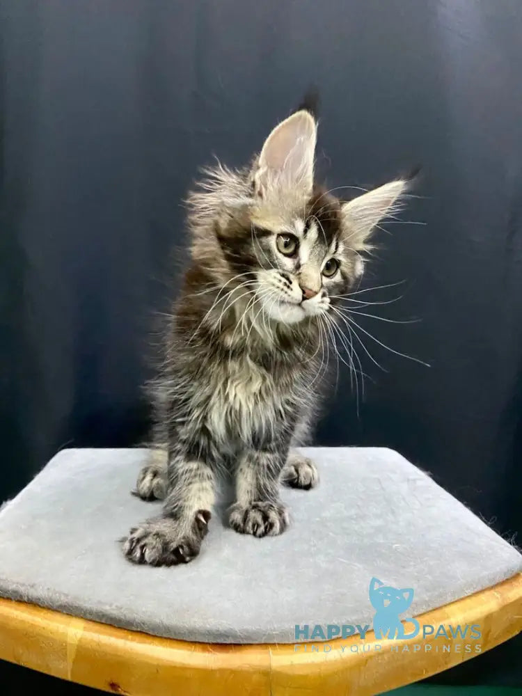 Eric Maine Coon male black ticked tabby live animals