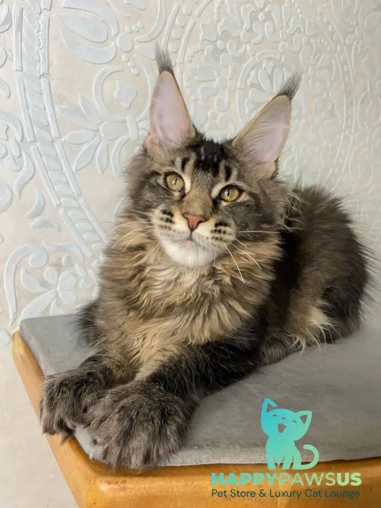 Eric Maine Coon male black ticked tabby live animals