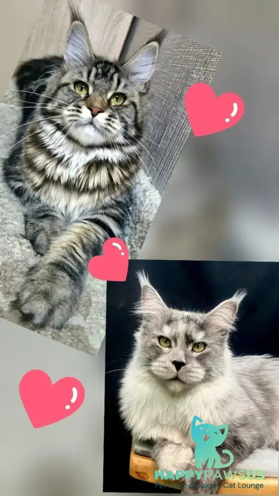 Eric Maine Coon male black ticked tabby live animals
