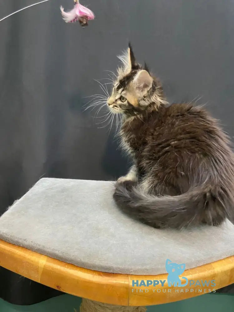 Eric Maine Coon male black ticked tabby live animals