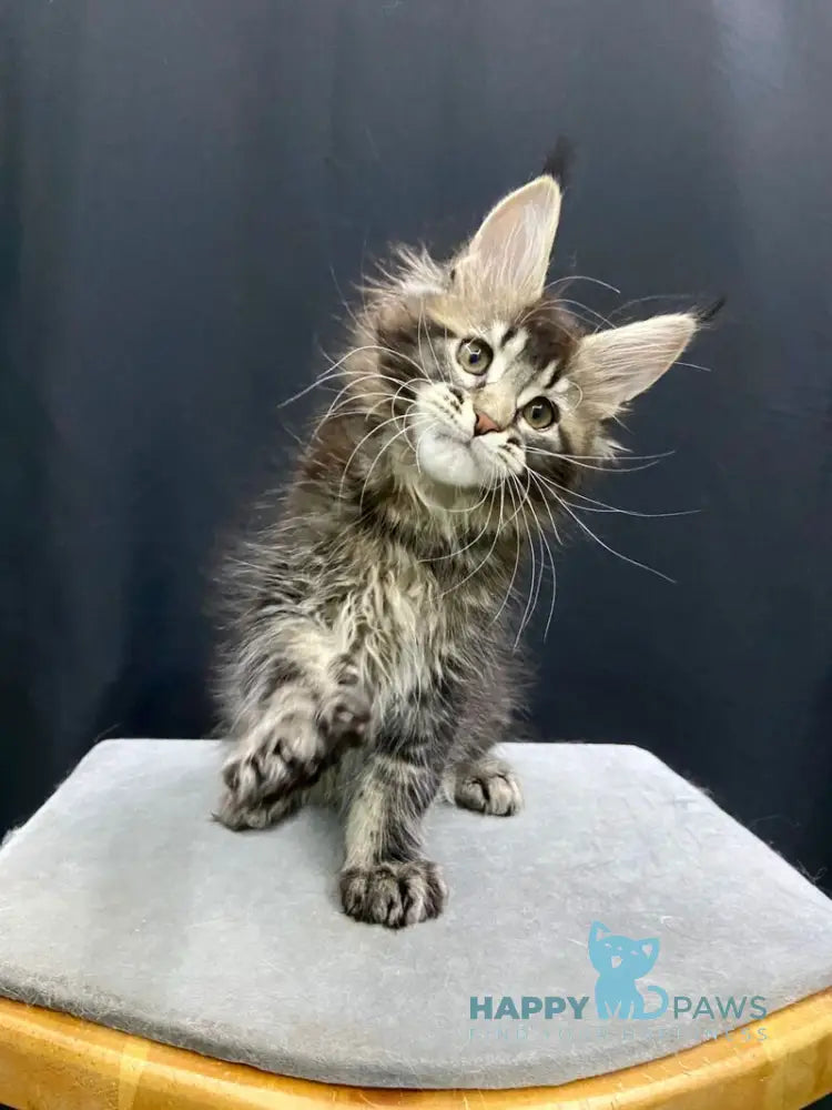 Eric Maine Coon male black ticked tabby live animals