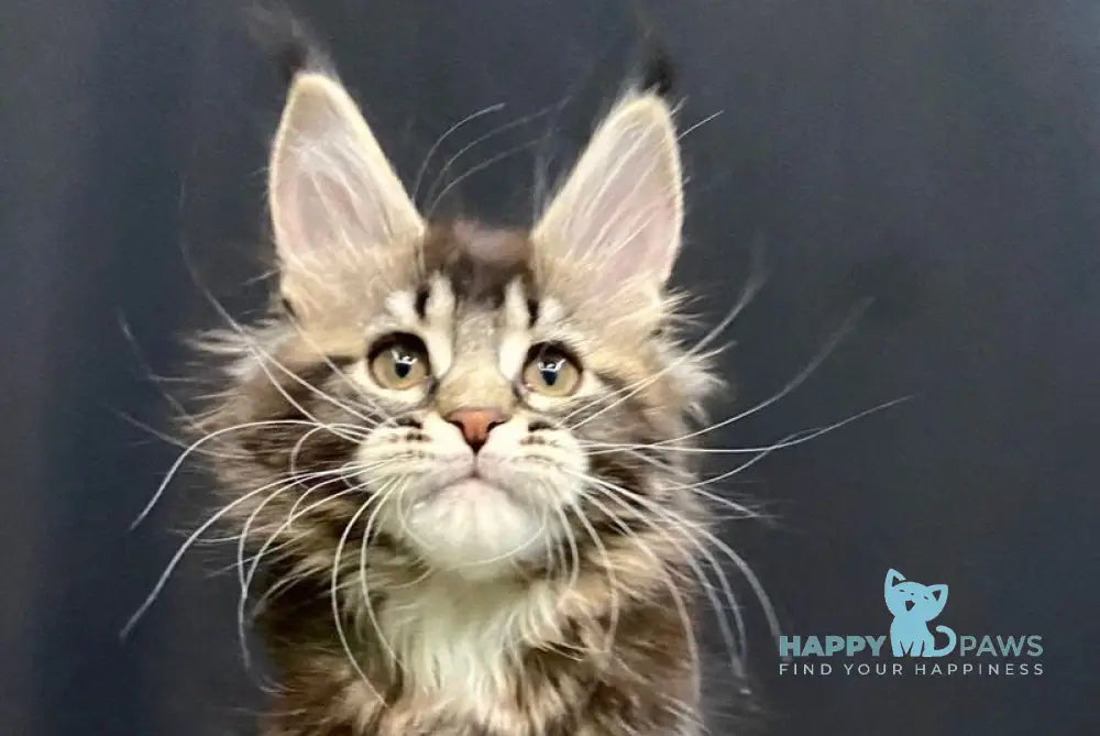 Eric Maine Coon male black ticked tabby live animals