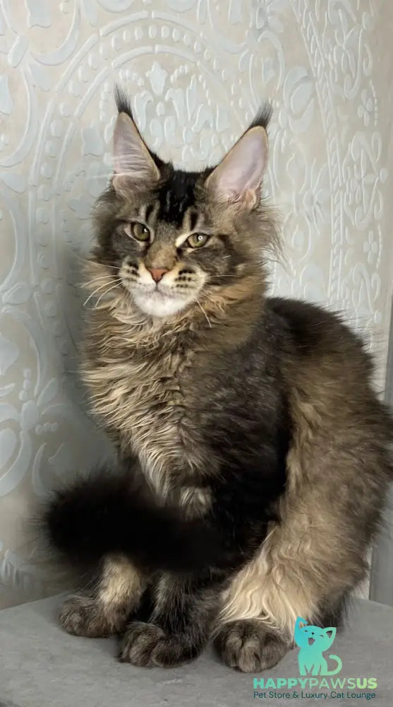 Eric Maine Coon male black ticked tabby live animals