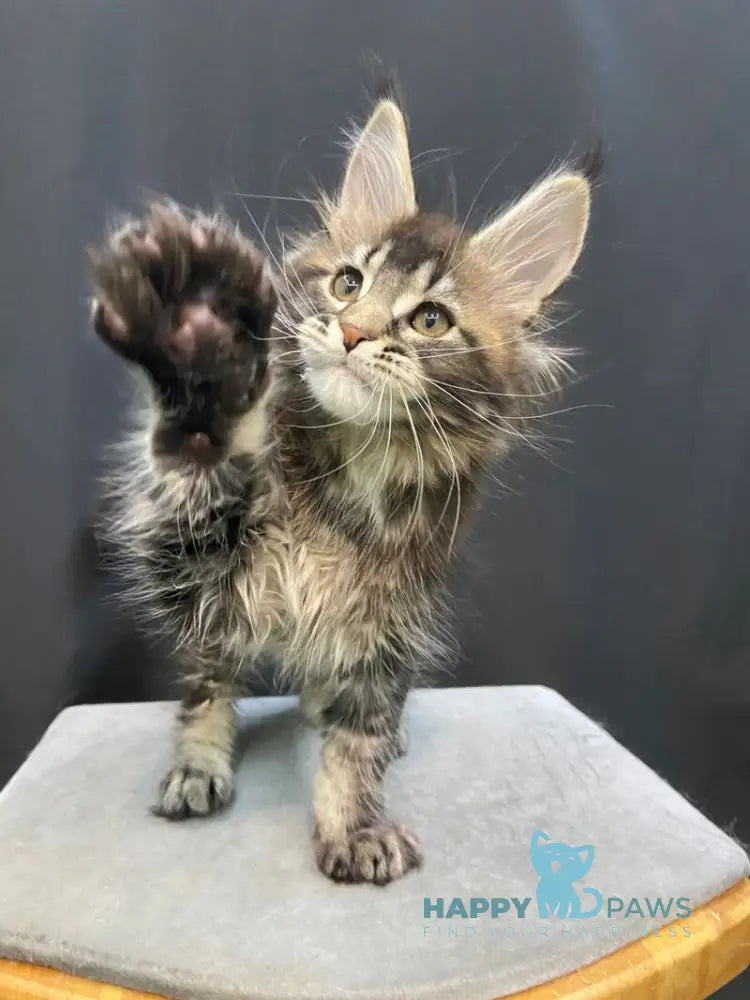 Eric Maine Coon male black ticked tabby live animals
