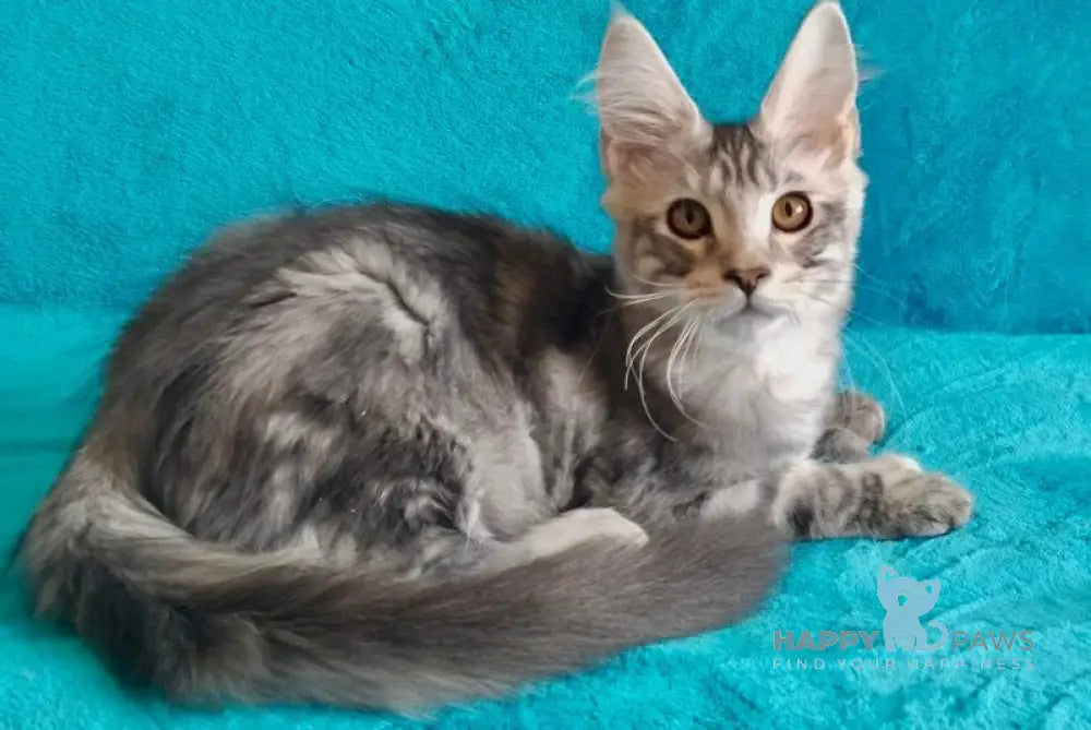 Eric Maine Coon male black silver tabby live animals