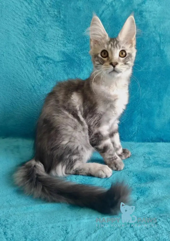 Eric Maine Coon male black silver tabby live animals