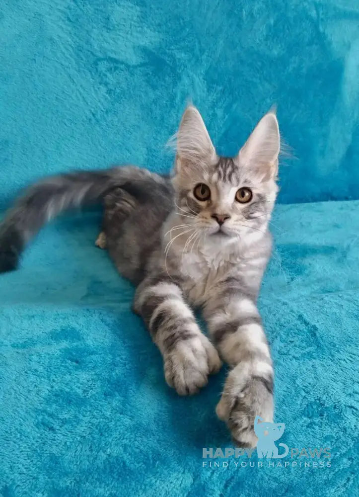 Eric Maine Coon male black silver tabby live animals